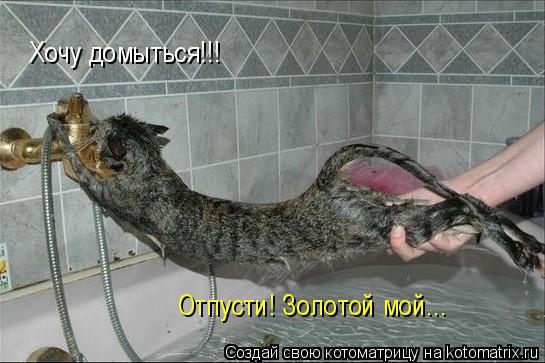 Хочу домыться!!! Отпусти! Золотой мой...... Котоматрица: Хочу домыться!!! Отпусти! Золотой мой...