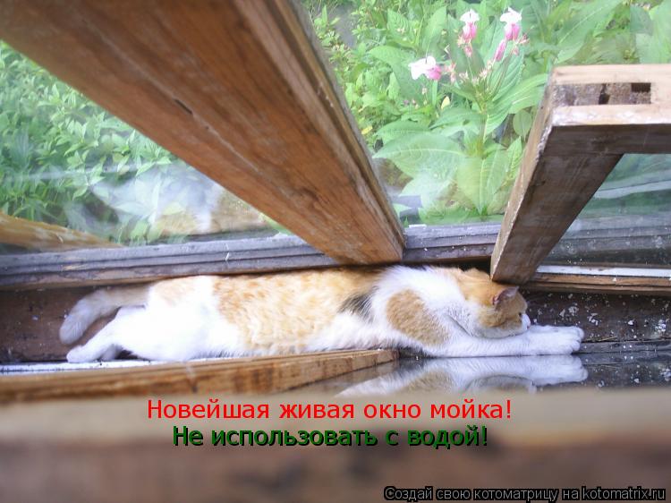 Новейшая живая окно мойка! Не использовать с водой!... Котоматрица: Новейшая живая окно мойка! Не использовать с водой!
