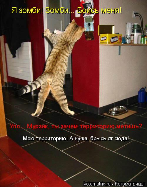 Я зомби! Зомби... Боись меня! Упс... Мурзик, ты зачем территорию метишь? Мою территорию! А ну-ка, бры... Котоматрица: Я зомби! Зомби... Боись меня! Упс... Мурзик, ты зачем территорию метишь? Мою территорию! А ну-ка, брысь от сюда!