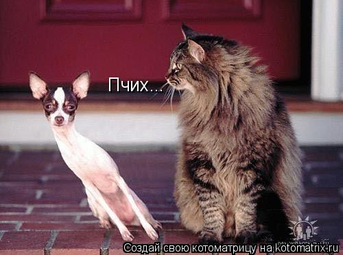Пчих...... Котоматрица: Пчих...