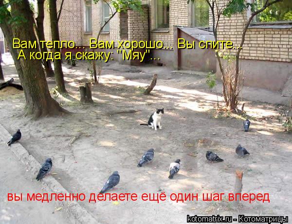 Вам тепло... Вам хорошо... Вы спите... А когда я скажу: "Мяу"... вы медленно делаете ещё один шаг впе... Котоматрица: Вам тепло... Вам хорошо... Вы спите... А когда я скажу: "Мяу"... вы медленно делаете ещё один шаг вперед