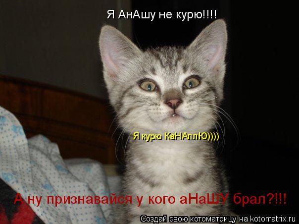 А ну признавайся у кого аНаШУ брал?!!! Я АнАшу не курю!!!! Я курю КаНАплЮ))))... Котоматрица: А ну признавайся у кого аНаШУ брал?!!! Я АнАшу не курю!!!! Я курю КаНАплЮ))))