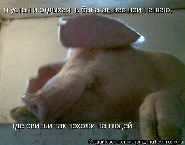 я устал и отдыхая, в балаган вас приглашаю, где свиньи так похожи на людей...... Котоматрица: я устал и отдыхая, в балаган вас приглашаю, где свиньи так похожи на людей...