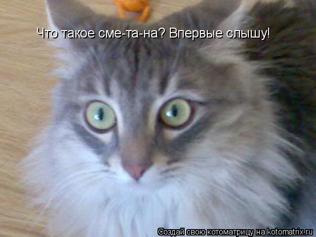 Что такое сме-та-на? Впервые слышу!... Котоматрица: Что такое сме-та-на? Впервые слышу!