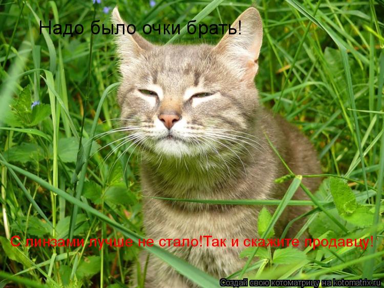 Надо было очки брать! С линзами лучше не стало!Так и скажите продавцу!... Котоматрица: Надо было очки брать! С линзами лучше не стало!Так и скажите продавцу!
