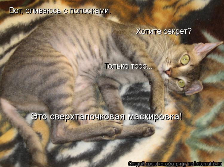 Вот, сливаюсь с полосками. Хотите секрет? Только тссс... Это сверхтапочковая маскировка!... Котоматрица: Вот, сливаюсь с полосками. Хотите секрет? Только тссс... Это сверхтапочковая маскировка!