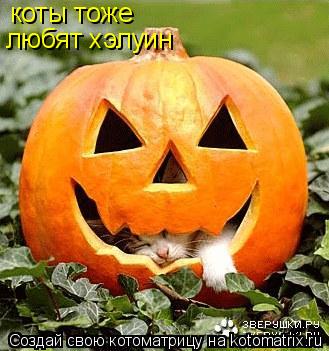 коты тоже любят хэлуин... Котоматрица: коты тоже любят хэлуин