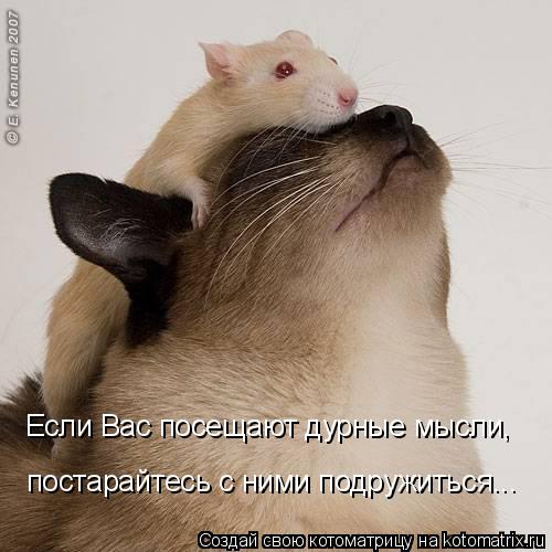 Если Вас посещают дурные мысли, постарайтесь с ними подружиться...... Котоматрица: Если Вас посещают дурные мысли, постарайтесь с ними подружиться...