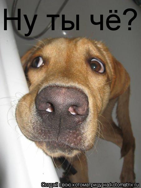 Ну ты чё?... Котоматрица: Ну ты чё?