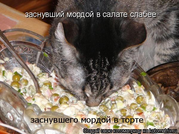 заснувший мордой в салате слабее заснувшего мордой в торте... Котоматрица: заснувший мордой в салате слабее заснувшего мордой в торте