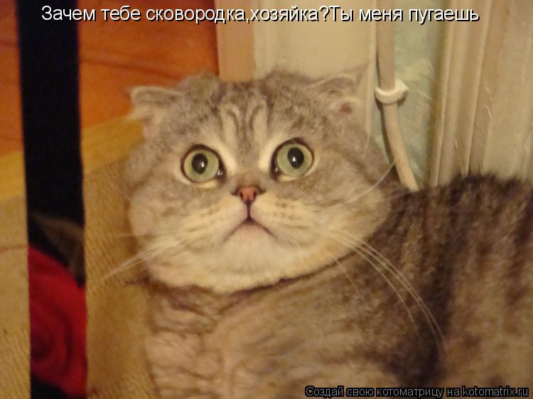 Зачем тебе сковородка,хозяйка?Ты меня пугаешь... Котоматрица: Зачем тебе сковородка,хозяйка?Ты меня пугаешь