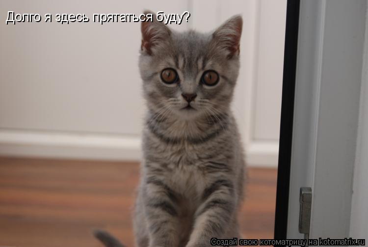 Долго я здесь прятаться буду?... Котоматрица: Долго я здесь прятаться буду?