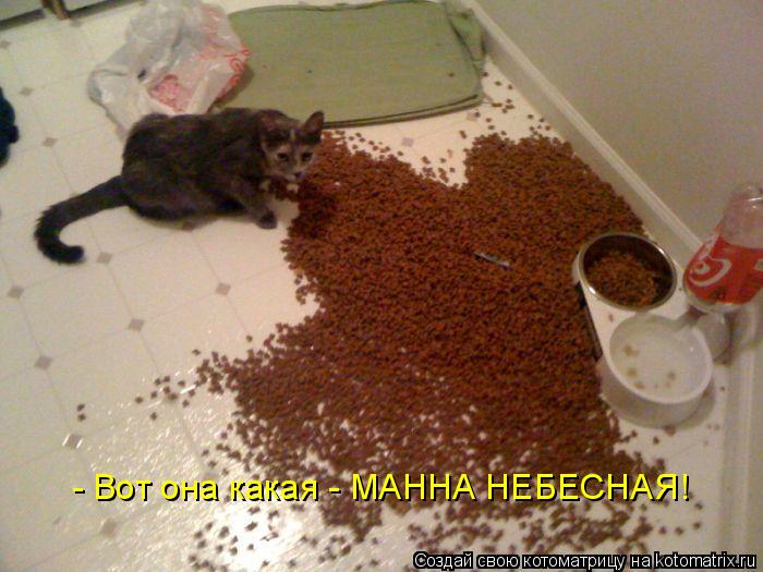 - Вот она какая - МАННА НЕБЕСНАЯ!... Котоматрица: - Вот она какая - МАННА НЕБЕСНАЯ!