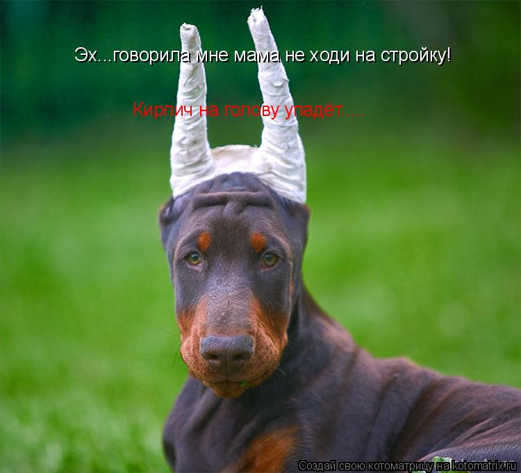 Эх...говорила мне мама не ходи на стройку! Кирпич на голову упадёт........ Котоматрица: Эх...говорила мне мама не ходи на стройку! Кирпич на голову упадёт.....