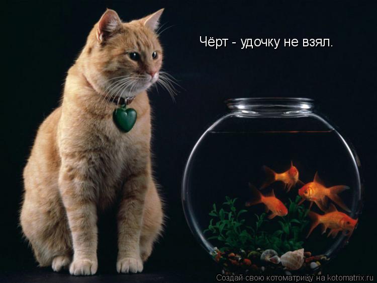 Чёрт - удочку не взял.... Котоматрица: Чёрт - удочку не взял.