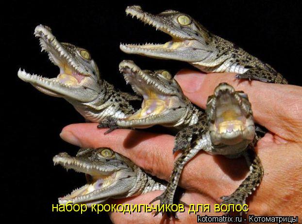 набор крокодильчиков для волос... Котоматрица: набор крокодильчиков для волос