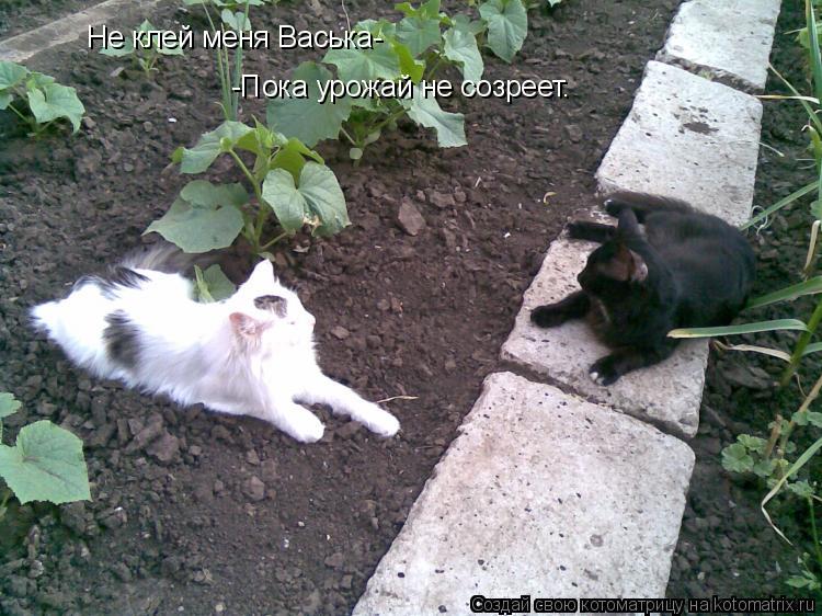 Не клей меня Васька- -Пока урожай не созреет.... Котоматрица: Не клей меня Васька- -Пока урожай не созреет.