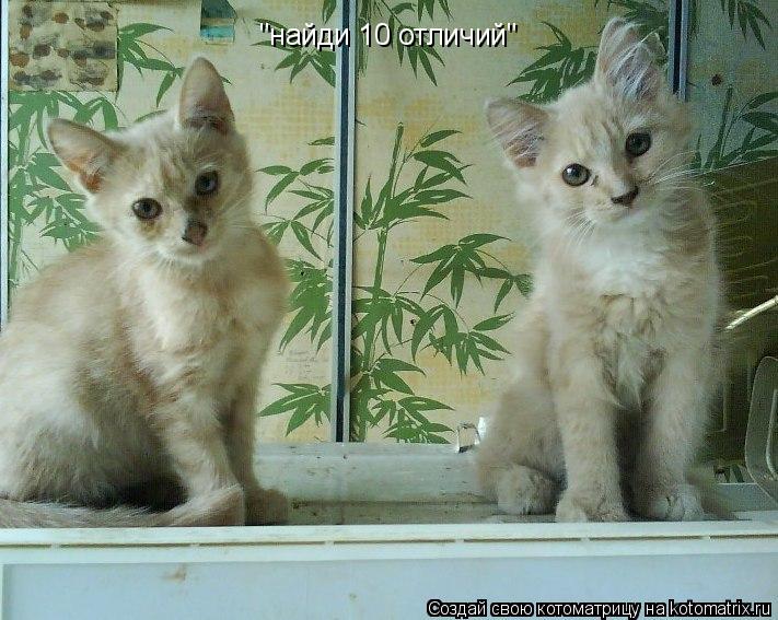 "найди 10 отличий"... Котоматрица: "найди 10 отличий"
