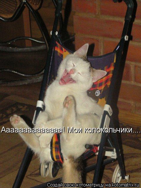 Аааааааааааааа! Мои колокольчики........ Котоматрица: Аааааааааааааа! Мои колокольчики.....