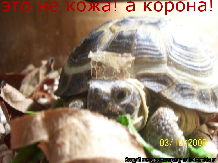 это не кожа! а корона!... Котоматрица: это не кожа! а корона!