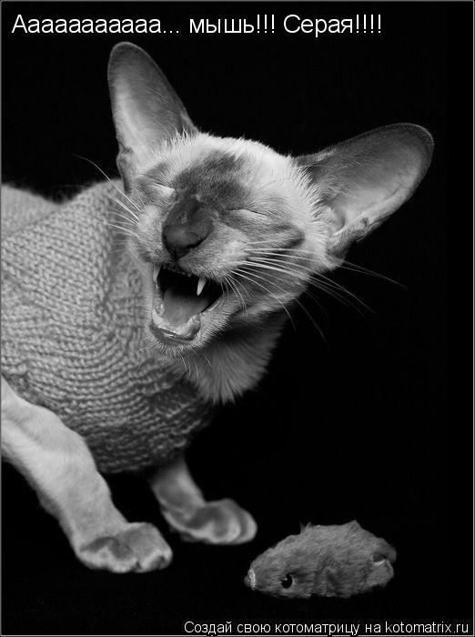 Ааааааааааа... мышь!!! Серая!!!!... Котоматрица: Ааааааааааа... мышь!!! Серая!!!!