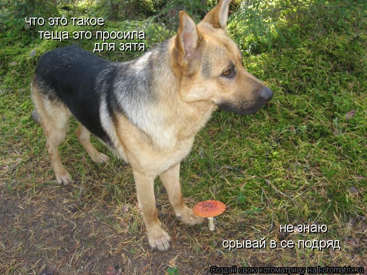 что это такое теща это просила для зятя не знаю срывай в се подряд... Котоматрица: что это такое теща это просила для зятя не знаю срывай в се подряд