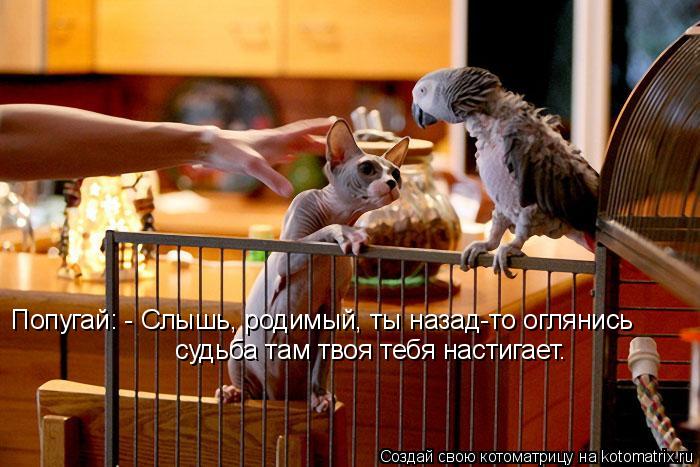 Попугай: - Слышь, родимый, ты назад-то оглянись судьба там твоя тебя настигает.... Котоматрица: Попугай: - Слышь, родимый, ты назад-то оглянись судьба там твоя тебя настигает.