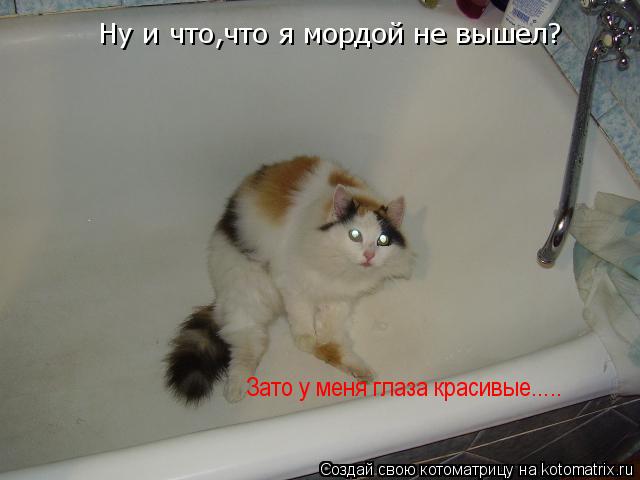 Ну и что,что я мордой не вышел? Зато у меня глаза красивые........ Котоматрица: Ну и что,что я мордой не вышел? Зато у меня глаза красивые.....