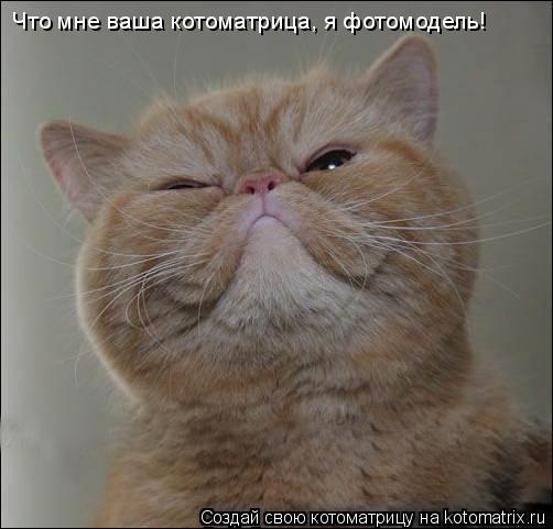 Что мне ваша котоматрица, я фотомодель!... Котоматрица: Что мне ваша котоматрица, я фотомодель!