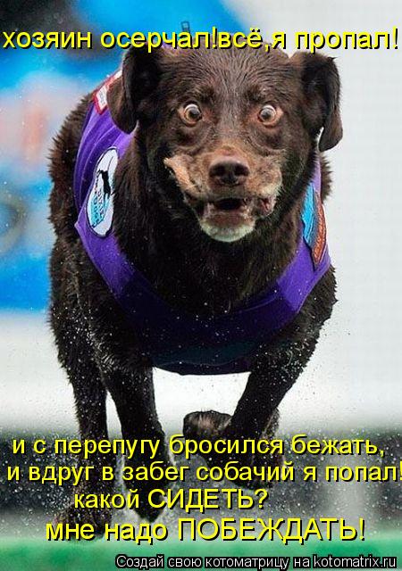 хозяин осерчал!всё,я пропал! и с перепугу бросился бежать, и вдруг в забег собачий я попал! какой СИД... Котоматрица: хозяин осерчал!всё,я пропал! и с перепугу бросился бежать, и вдруг в забег собачий я попал! какой СИДЕТЬ? мне надо ПОБЕЖДАТЬ!