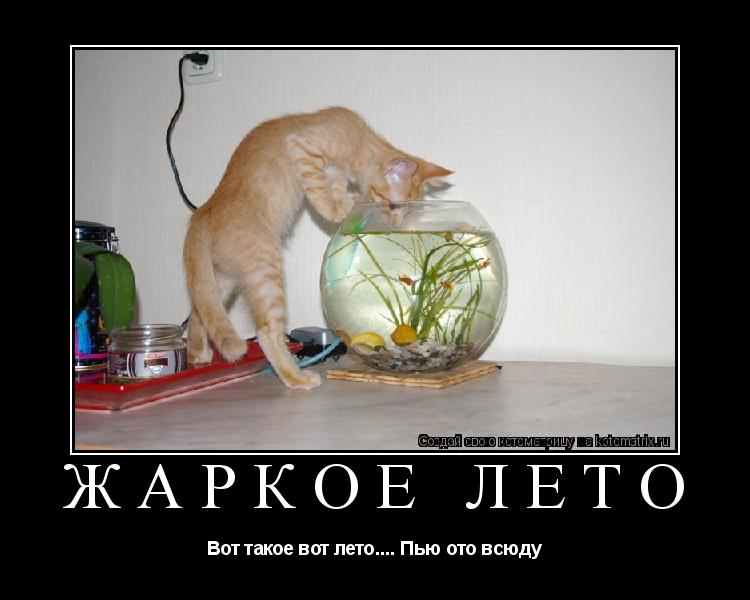 Жаркое лето Вот такое вот лето.... Пью ото всюду... Котоматрица: Жаркое лето Вот такое вот лето.... Пью ото всюду