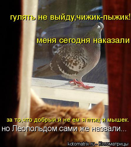 гулять не выйду,чижик-пыжик! меня сегодня наказали за то,что добрый,и не ем я птиц и мышек. но Леопол... Котоматрица: гулять не выйду,чижик-пыжик! меня сегодня наказали за то,что добрый,и не ем я птиц и мышек. но Леопольдом сами же назвали...