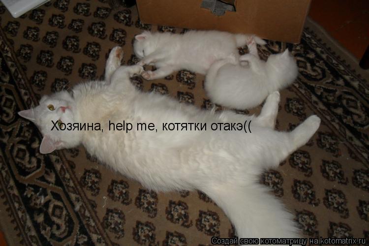 Хозяина, help me, котятки отакэ((... Котоматрица: Хозяина, help me, котятки отакэ((