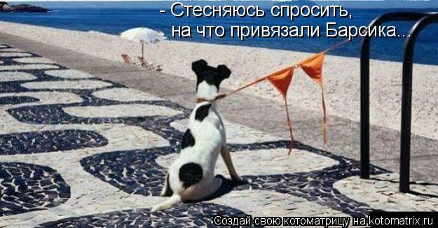 - Стесняюсь спросить, на что привязали Барсика...... Котоматрица: - Стесняюсь спросить, на что привязали Барсика...