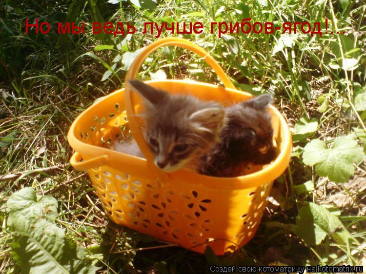 Но мы ведь лучше грибов-ягод!...... Котоматрица: Но мы ведь лучше грибов-ягод!...