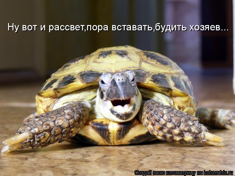 Ну вот и рассвет,пора вставать,будить хозяев...... Котоматрица: Ну вот и рассвет,пора вставать,будить хозяев...