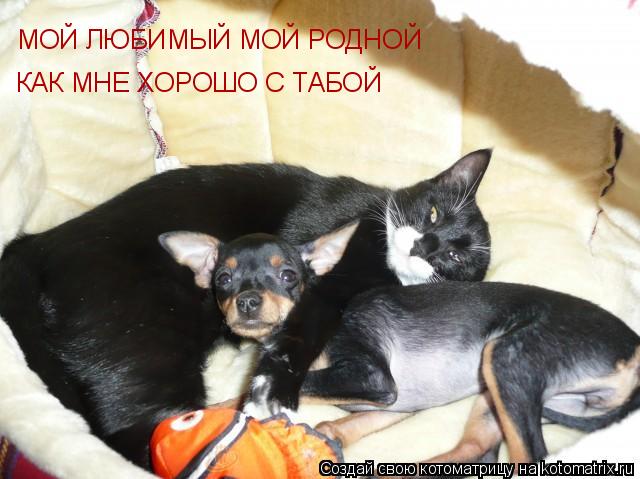 МОЙ ЛЮБИМЫЙ МОЙ РОДНОЙ КАК МНЕ ХОРОШО С ТАБОЙ... Котоматрица: МОЙ ЛЮБИМЫЙ МОЙ РОДНОЙ КАК МНЕ ХОРОШО С ТАБОЙ