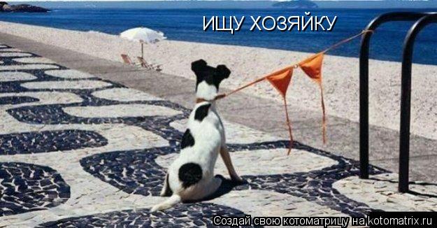 ИЩУ ХОЗЯЙКУ... Котоматрица: ИЩУ ХОЗЯЙКУ