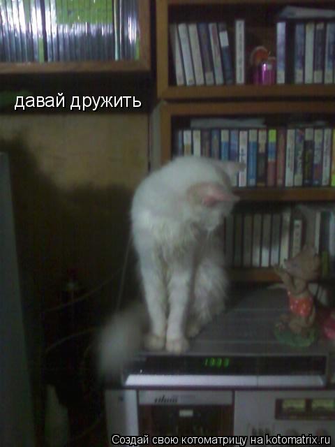 давай дружить... Котоматрица: давай дружить