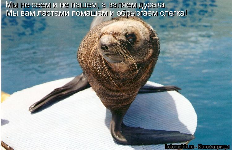 Мы не сеем и не пашем, а валяем дурака. Мы вам ластами помашем и обрызгаем слегка!... Котоматрица: Мы не сеем и не пашем, а валяем дурака. Мы вам ластами помашем и обрызгаем слегка!
