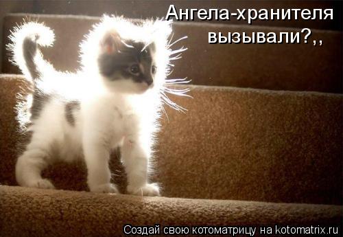 Ангела-хранителя вызывали?,,... Котоматрица: Ангела-хранителя вызывали?,,