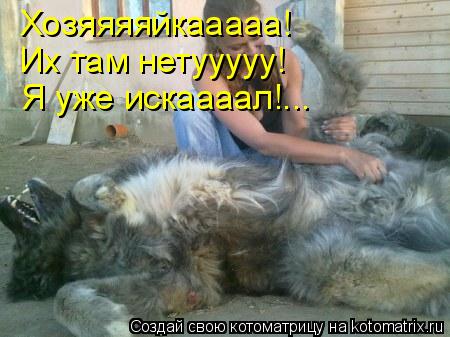 Хозяяяяйкааааа! Их там нетууууу! Я уже искаааал!...... Котоматрица: Хозяяяяйкааааа! Их там нетууууу! Я уже искаааал!...