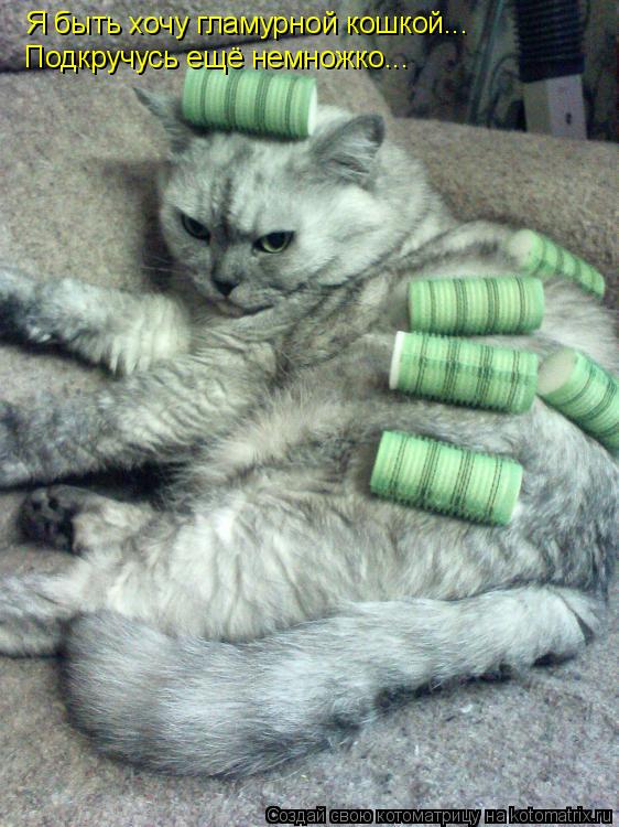 Я быть хочу гламурной кошкой... Подкручусь ещё немножко...... Котоматрица: Я быть хочу гламурной кошкой... Подкручусь ещё немножко...