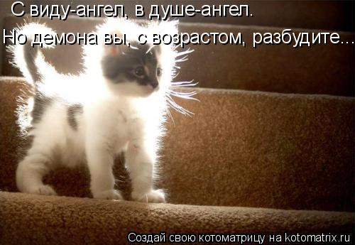 С виду-ангел, в душе-ангел. Но демона вы, с возрастом, разбудите........ Котоматрица: С виду-ангел, в душе-ангел. Но демона вы, с возрастом, разбудите.....