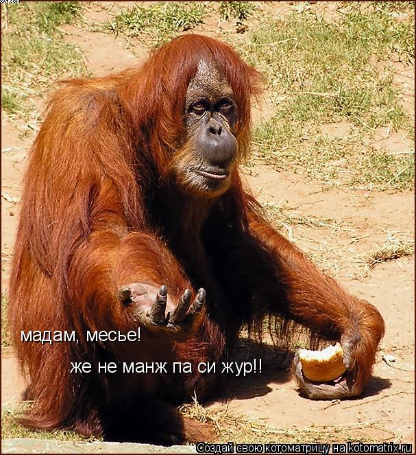 мадам, месье! же не манж па си жур!!... Котоматрица: мадам, месье! же не манж па си жур!!