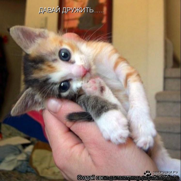 ДАВАЙ ДРУЖИТЬ......... Котоматрица: ДАВАЙ ДРУЖИТЬ......
