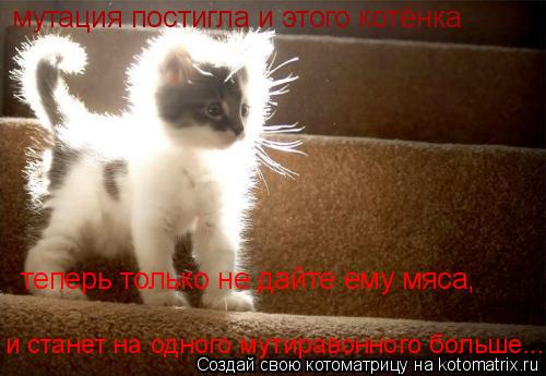теперь только не дайте ему мяса, и станет на одного мутиравонного больше..... мутация постигла и это... Котоматрица: теперь только не дайте ему мяса, и станет на одного мутиравонного больше..... мутация постигла и этого котёнка
