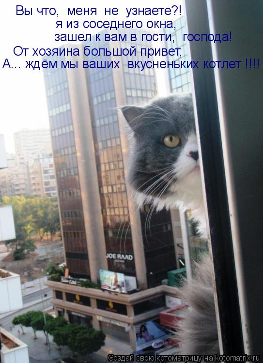 Вы что, меня не узнаете?! я из соседнего окна, зашел к вам в гости, господа! От хозяина большой п... Котоматрица: Вы что, меня не узнаете?! я из соседнего окна, зашел к вам в гости, господа! От хозяина большой привет, А... ждём мы ваших вкусненьких котлет !