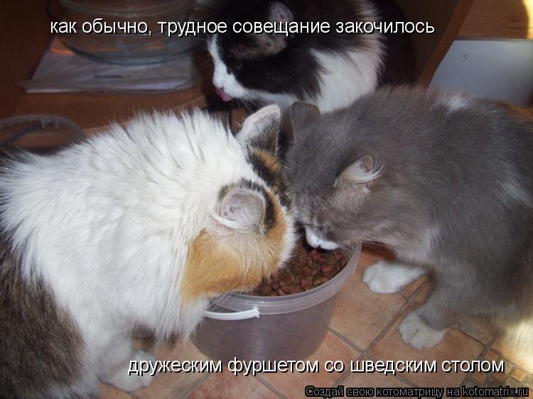 как обычно, трудное совещание закочилось дружеским фуршетом со шведским столом... Котоматрица: как обычно, трудное совещание закочилось дружеским фуршетом со шведским столом