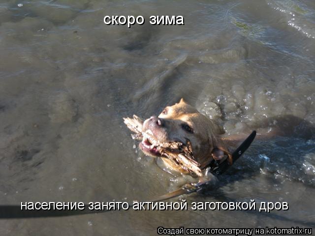 скоро зима население занято активной заготовкой дров... Котоматрица: скоро зима население занято активной заготовкой дров